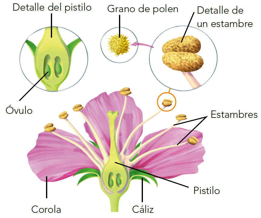 Qué son, cómo se forman y cuál es la función de los frutos? – Extensión en  Español