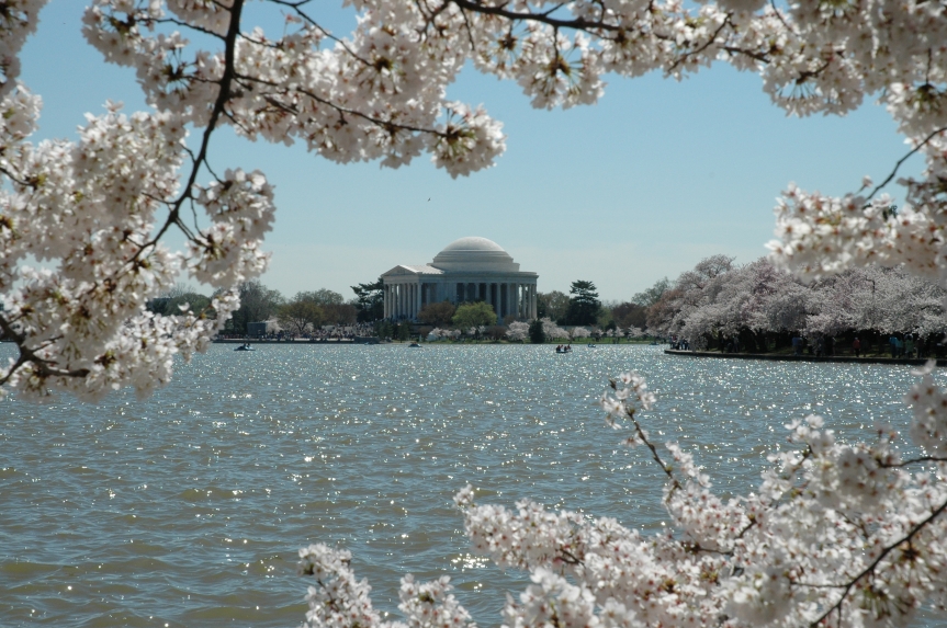 Cómo los famosos cerezos exóticos de Washington DC ayudaron a protegernos de plagas