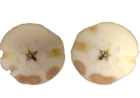 Daño por frío en manzanas Honeycrisp: ¿qué es, cómo se produce y cómo podemos prevenirlo?